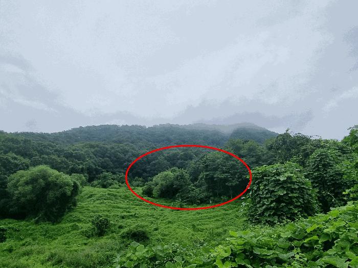 충청북도 충주시 앙성면 목미리 201 답 경매 사진 7