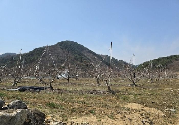 충청북도 충주시 수안보면 안보리 310 답 경매 사진 18