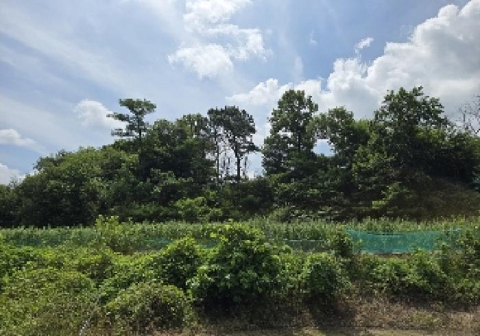 충청북도 음성군 원남면 문암리 산1 임야 경매 사진 13