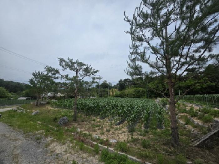 충청북도 제천시 고명동 464 답 경매 사진 21