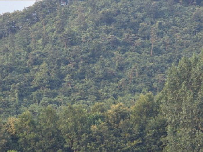 충청북도 제천시 수산면 대전리 산25 임야 경매 사진 7