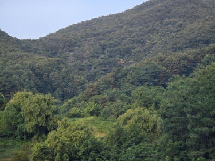 충청북도 제천시 수산면 대전리 산25 임야 경매 사진 8