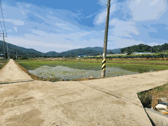 세종특별자치시 전동면 보덕리 385-6 답 경매 사진 1