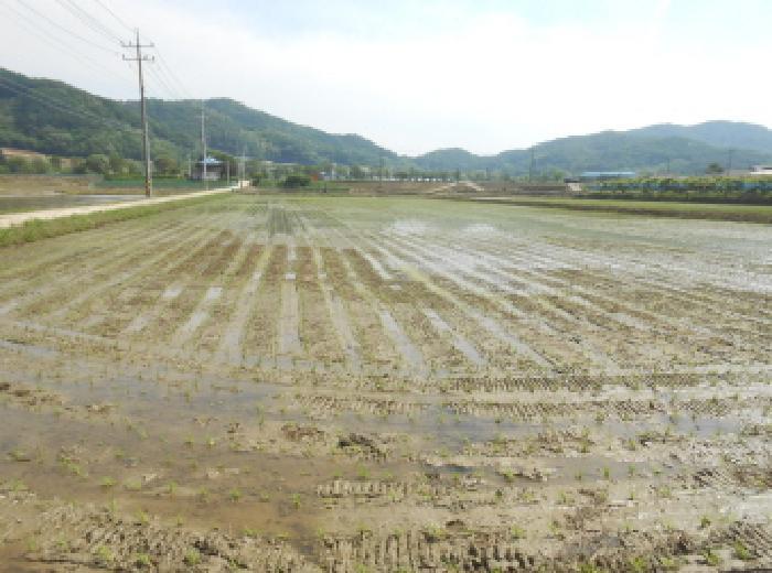 세종특별자치시 전동면 보덕리 385-6 답 경매 사진 3