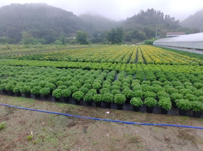 충청남도 금산군 진산면 교촌리 173 답 경매 사진 4