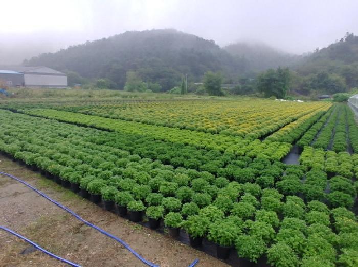 충청남도 금산군 진산면 교촌리 173 답 경매 사진 5