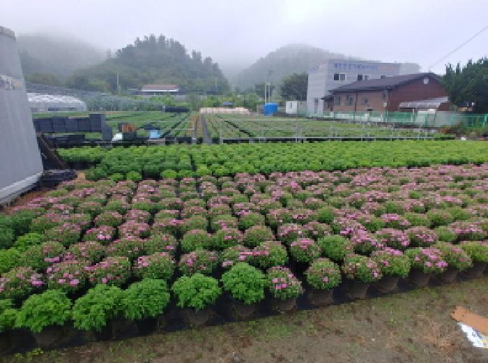 충청남도 금산군 진산면 교촌리 173 답 경매 사진 8