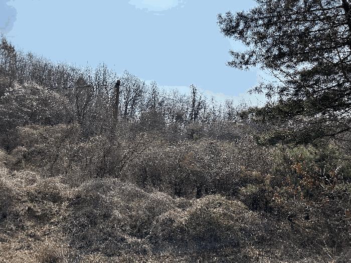 세종특별자치시 부강면 산수리 216-4 임야 경매 사진 27