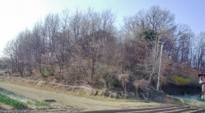 세종특별자치시 부강면 산수리 216-4 임야 경매 사진 44