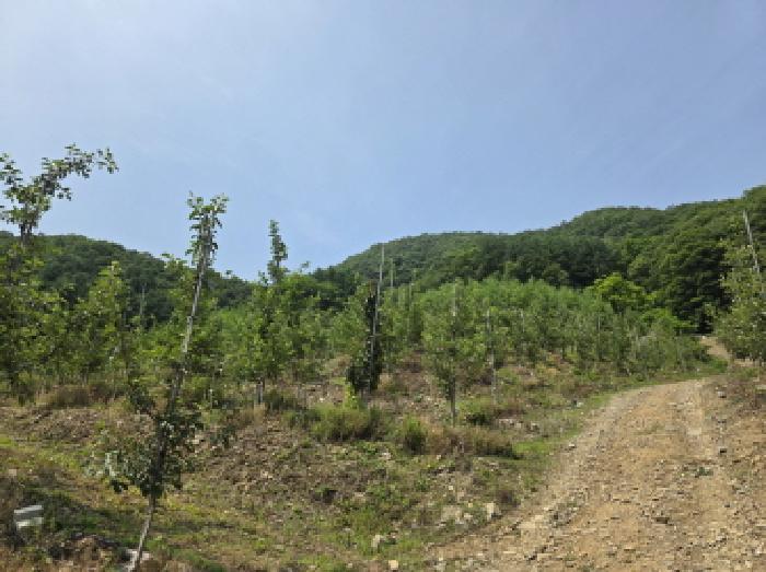 충청북도 제천시 청풍면 연론리 466 주택 경매 사진 20