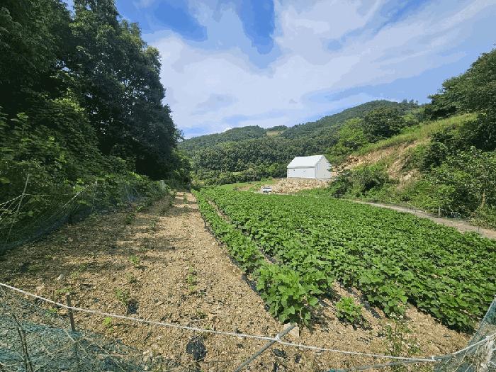 충청북도 제천시 수산면 내리 397-8 전 경매 사진 5