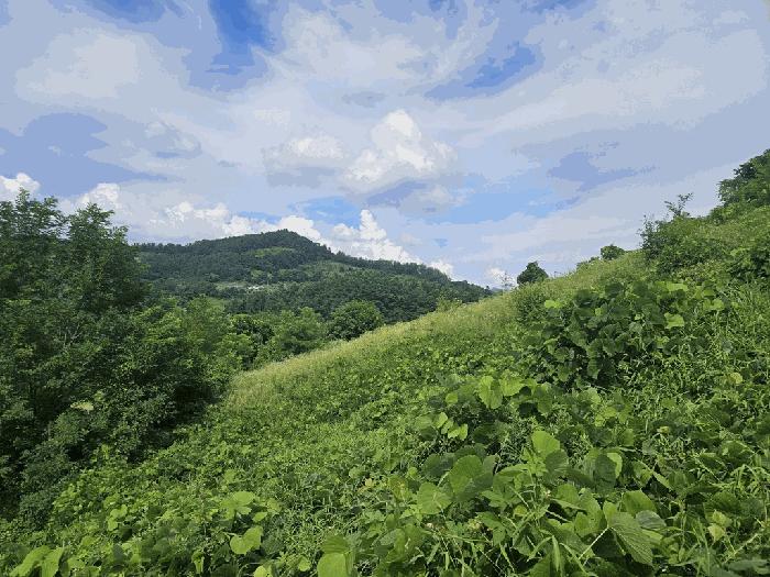 충청북도 제천시 수산면 내리 397-8 전 경매 사진 8