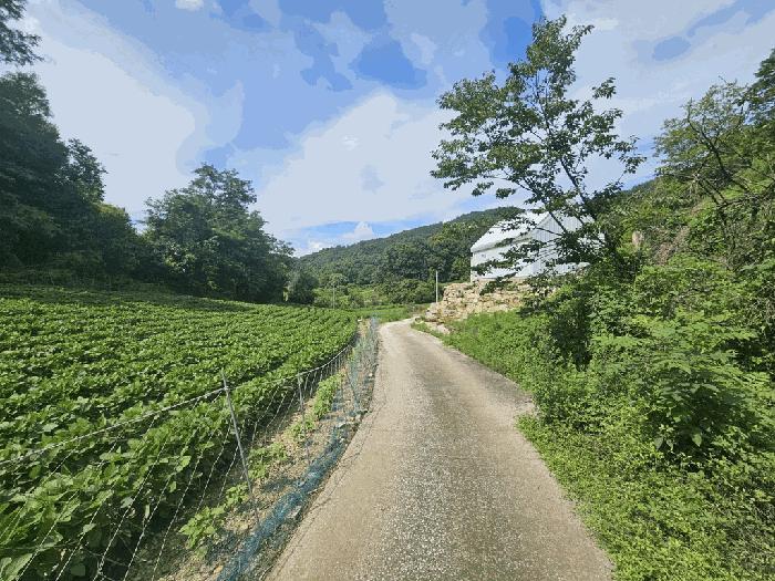 충청북도 제천시 수산면 내리 397-8 전 경매 사진 9