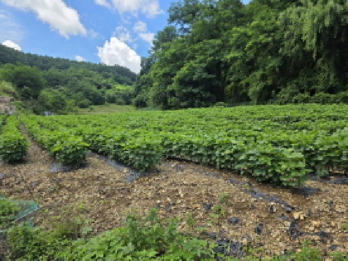 충청북도 제천시 수산면 내리 396-2 전 경매 사진 13