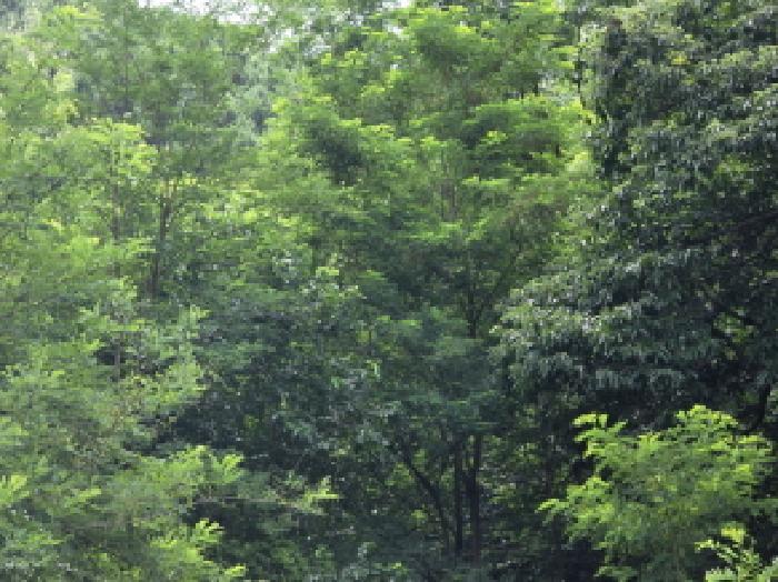 충청북도 제천시 수산면 내리 396-2 전 경매 사진 14