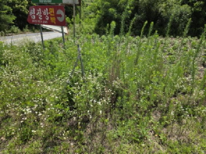 충청북도 제천시 수산면 내리 396-2 전 경매 사진 16