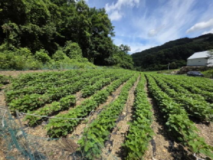충청북도 제천시 수산면 내리 396-2 전 경매 사진 17