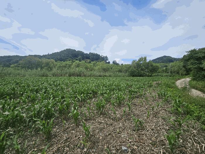 충청북도 제천시 수산면 내리 396-2 전 경매 사진 7