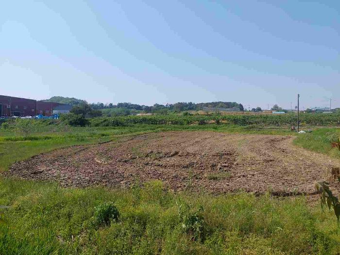 충청남도 천안시 서북구 성환읍 율금리 475-1 답 경매 사진 21