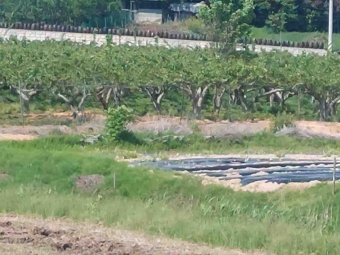 충청남도 천안시 서북구 성환읍 율금리 475-1 답 경매 사진 27