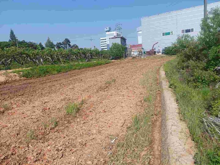 충청남도 천안시 서북구 성환읍 율금리 475-1 답 경매 사진 5