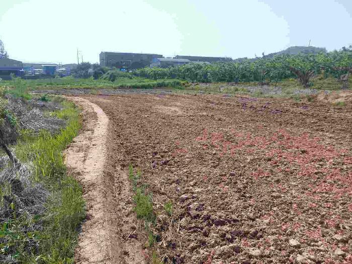 충청남도 천안시 서북구 성환읍 율금리 475-1 답 경매 사진 6