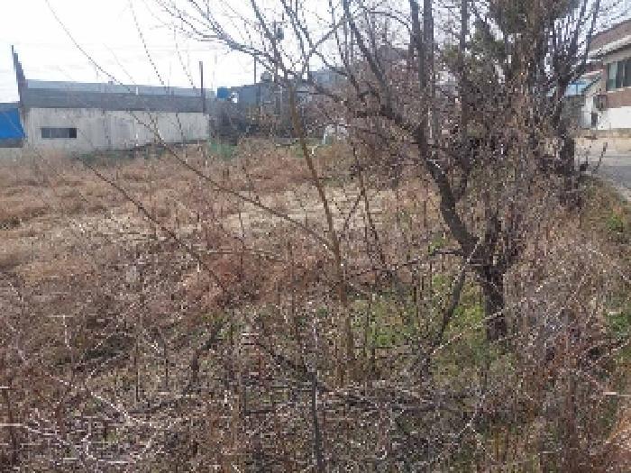 충청남도 아산시 선장면 대흥리 297-2 전 경매 사진 17