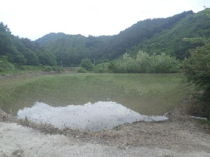 전북특별자치도 임실군 임실읍 정월리 1153-1 답 경매 사진 14