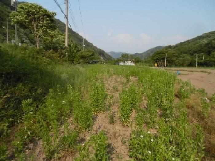 전북특별자치도 진안군 부귀면 거석리 356 전 경매 사진 12