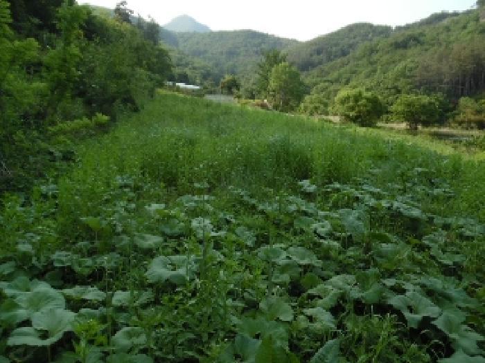 전북특별자치도 진안군 부귀면 거석리 356 전 경매 사진 16