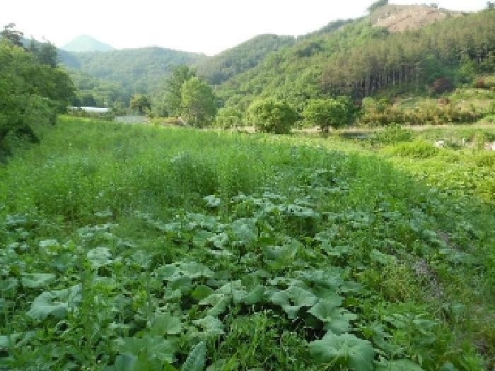전북특별자치도 진안군 부귀면 거석리 356 전 경매 사진 20