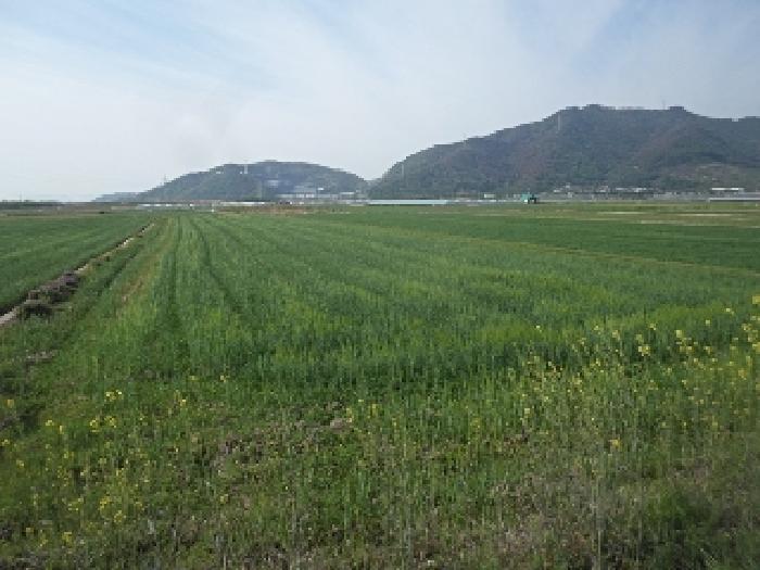 경상남도 밀양시 상남면 연금리 2216 답 경매 사진 6