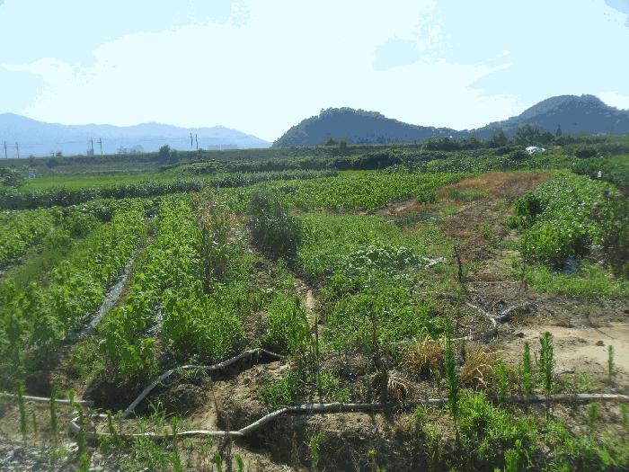 경상남도 밀양시 용평동 632 답 경매 사진 3