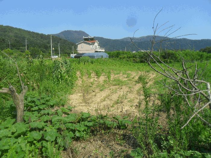 경상남도 밀양시 용평동 632 답 경매 사진 4