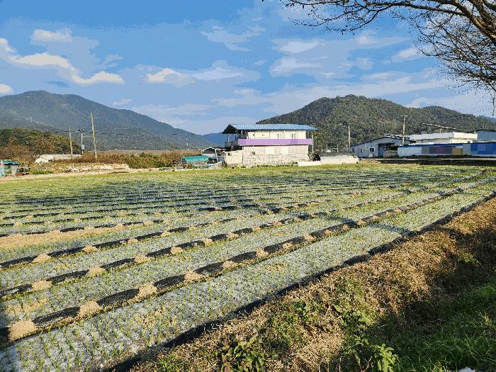 경상남도 창녕군 성산면 대견리 146-36 상가 경매 사진 12
