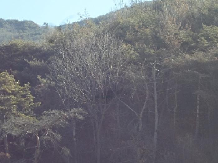 경상남도 밀양시 초동면 봉황리 842-1 대지 경매 사진 26