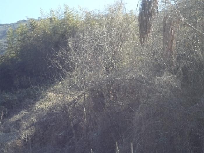 경상남도 밀양시 초동면 봉황리 765 답 경매 사진 24