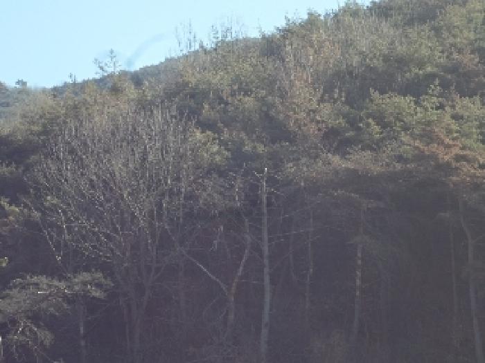 경상남도 밀양시 초동면 봉황리 765 답 경매 사진 27