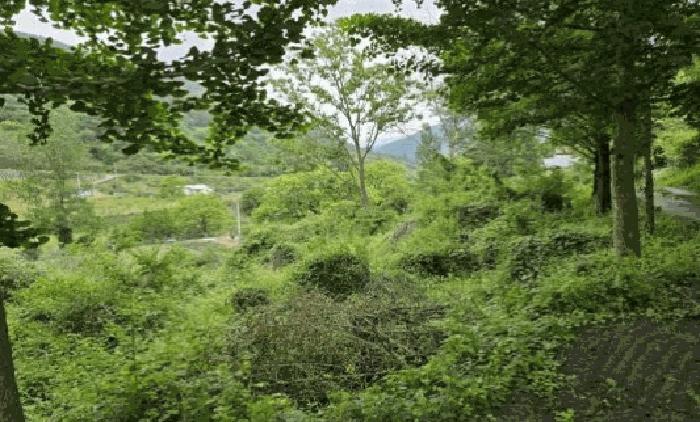 경상남도 밀양시 단장면 국전리 1281 임야 경매 사진 4