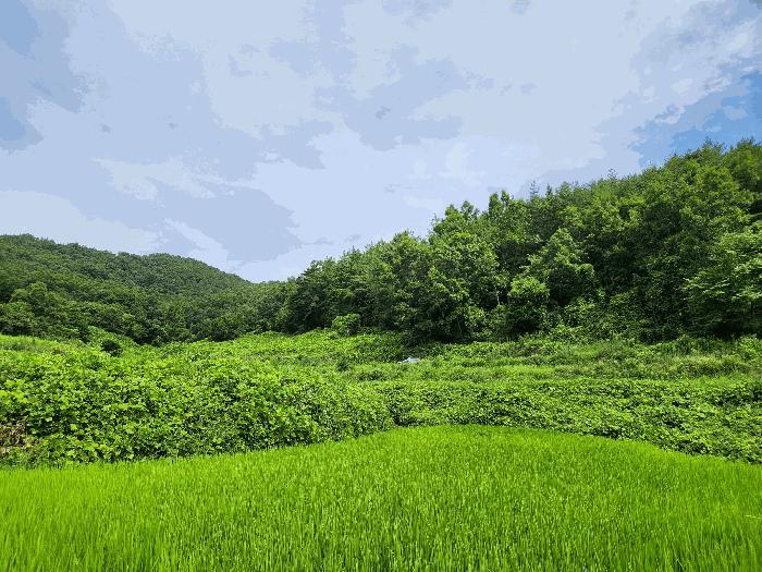 전라남도 보성군 겸백면 운림리 산135 임야 경매 사진 1