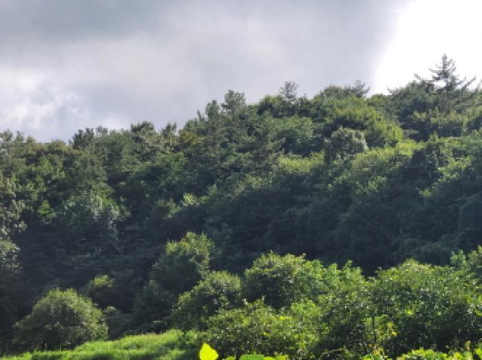 전라남도 보성군 겸백면 운림리 산135 임야 경매 사진 11