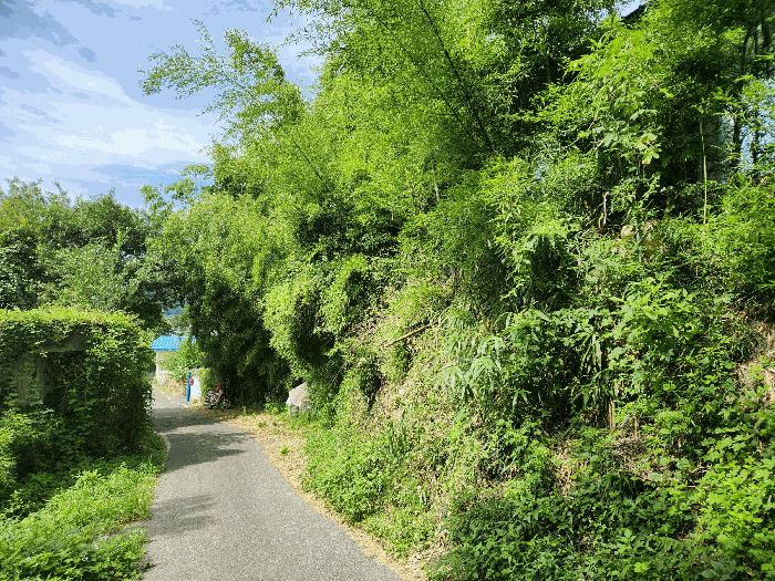 전라남도 보성군 겸백면 운림리 산135 임야 경매 사진 4