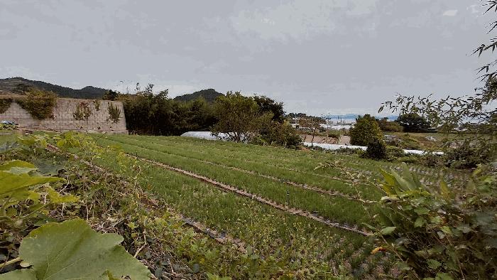 전라남도 보성군 회천면 서당리 384 대지 경매 사진 3