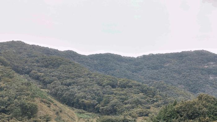 전라남도 보성군 회천면 서당리 384 대지 경매 사진 4