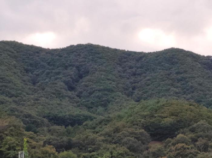 전라남도 보성군 회천면 서당리 384 대지 경매 사진 9