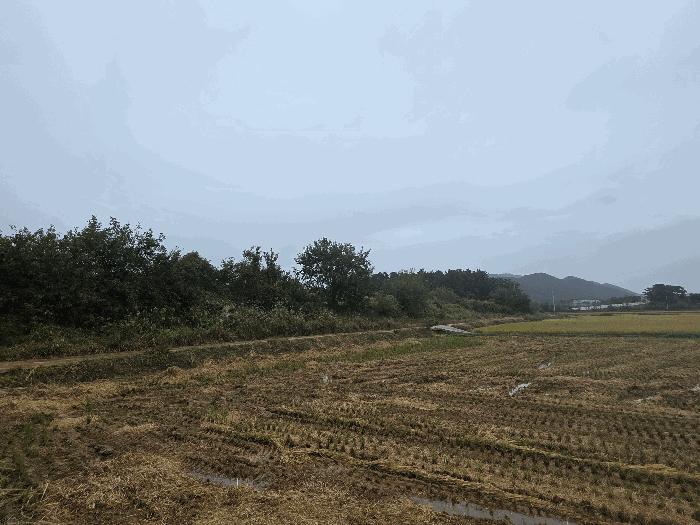 전북특별자치도 부안군 보안면 신복리 403 답 경매 사진 9