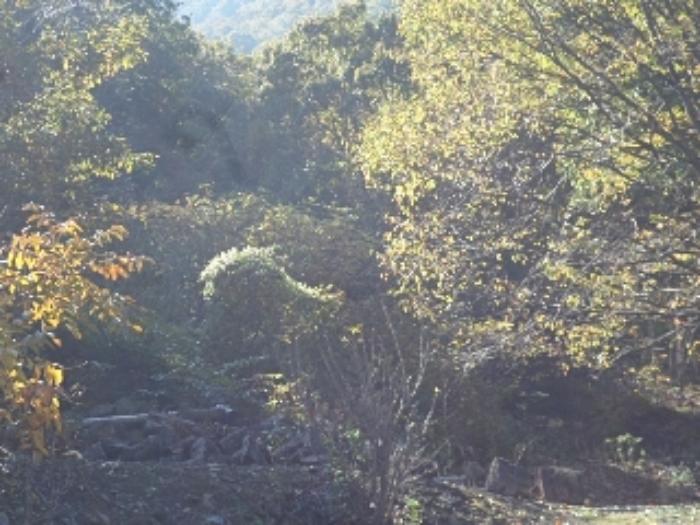 경상남도 밀양시 단장면 구천리 260 임야 경매 사진 21