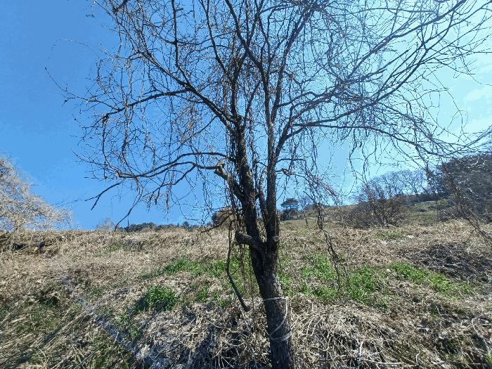 경상남도 남해군 서면 정포리 565-1 전 경매 사진 2