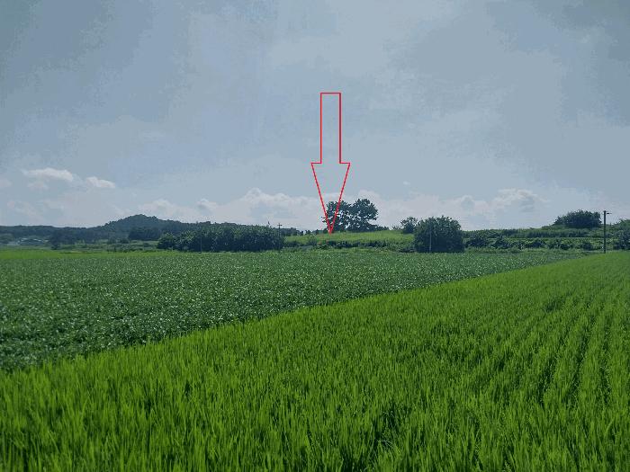 전북특별자치도 정읍시 신태인읍 양괴리 2081 임야 경매 사진 1