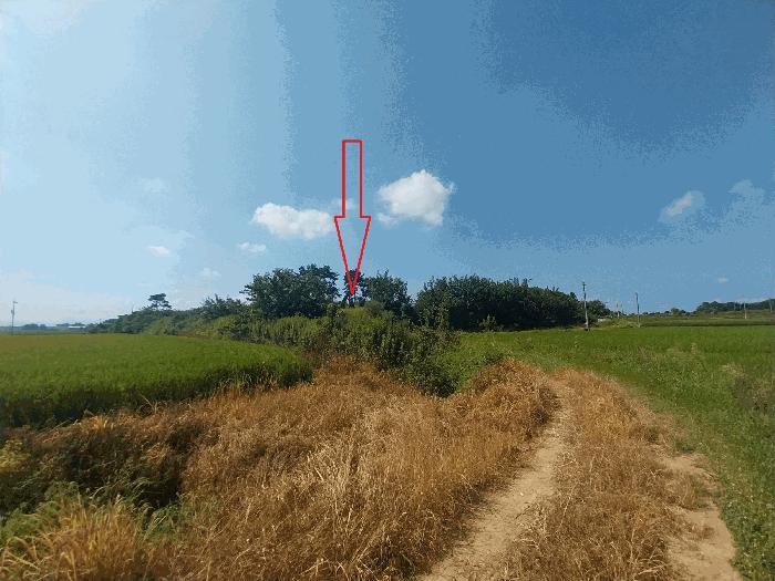 전북특별자치도 정읍시 신태인읍 양괴리 2081 임야 경매 사진 3